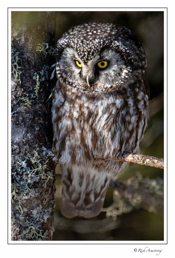 boreal owl 8 copy.jpg